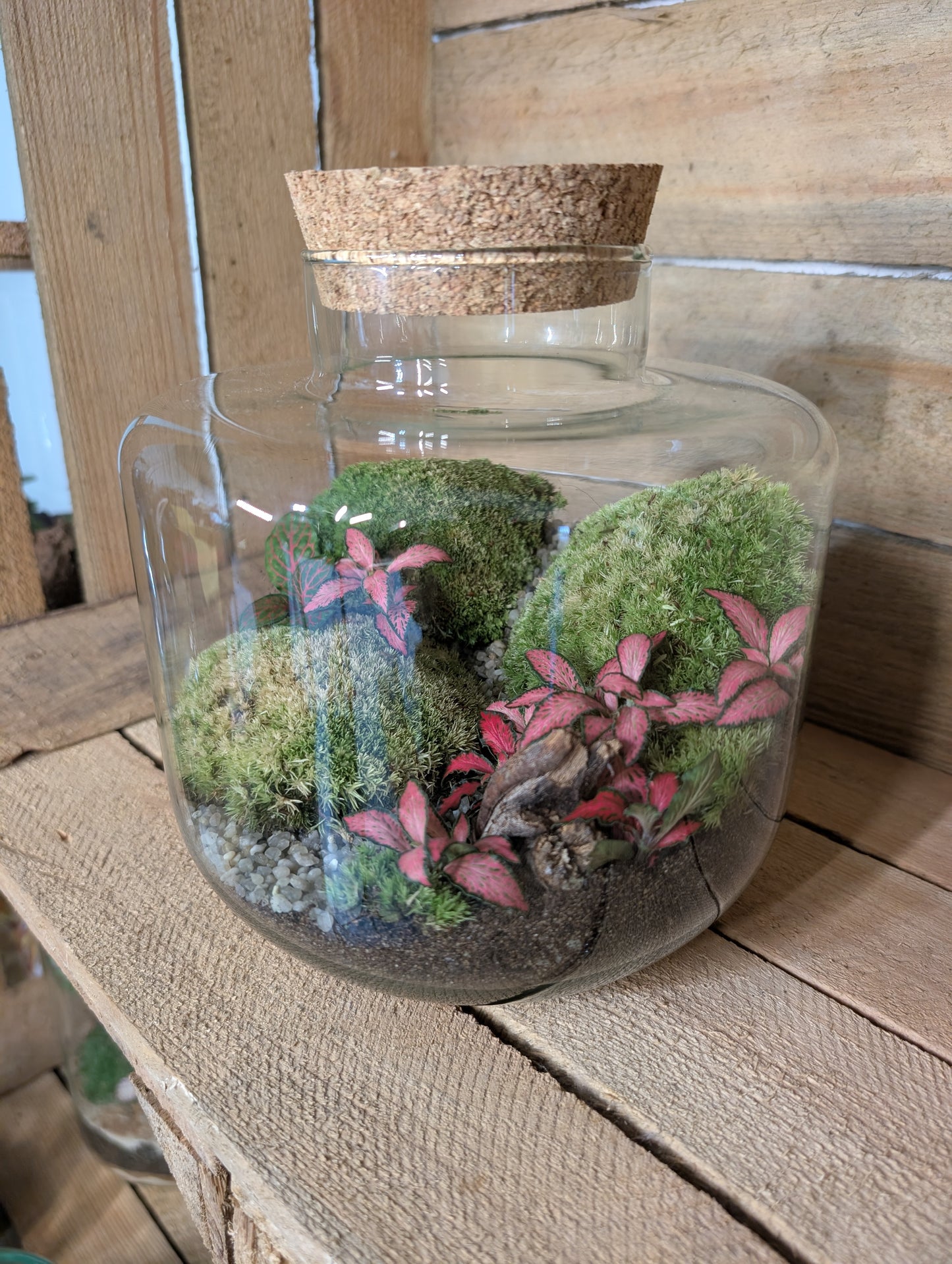 Ready-made Terrarium - 'Jimmy'