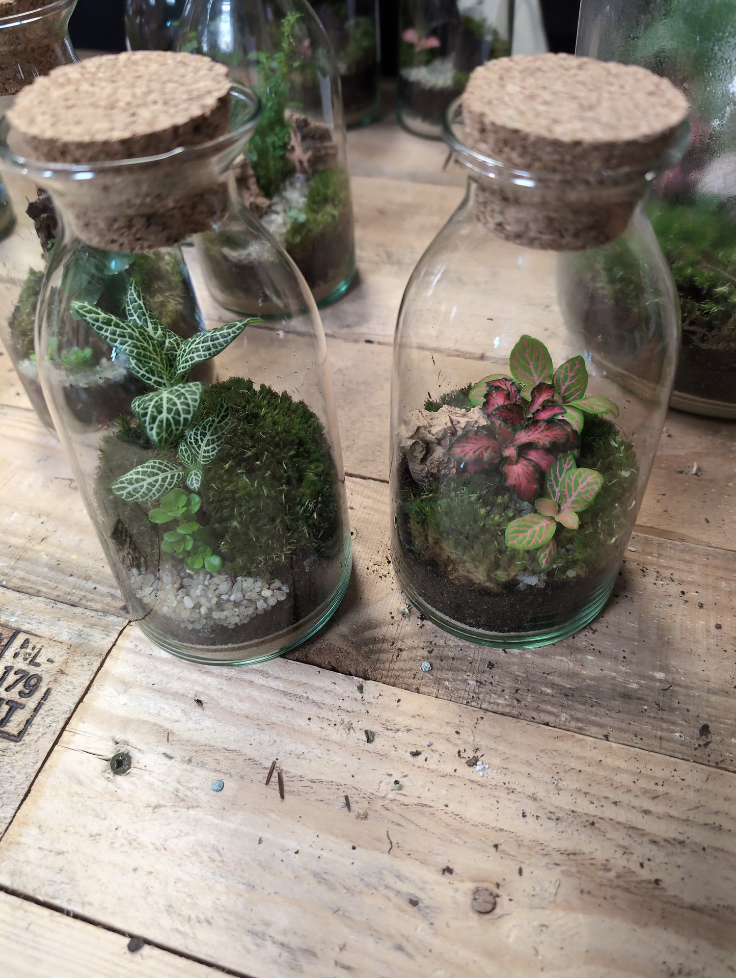 Ready-made Terrarium - 'Karum'