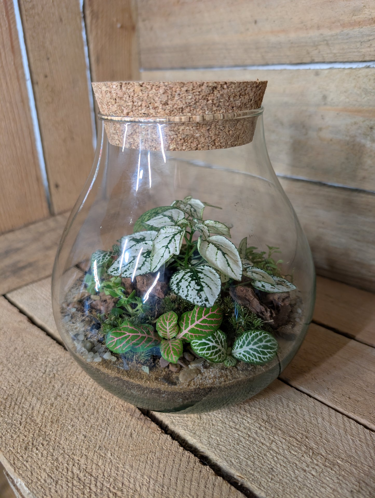 Ready-made Terrarium - 'Fran'