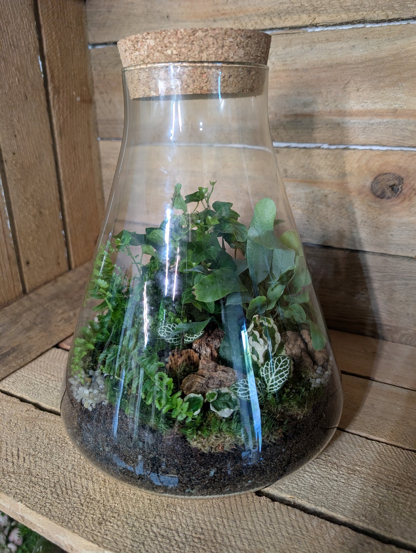 Ready-made Terrarium - 'Verity'