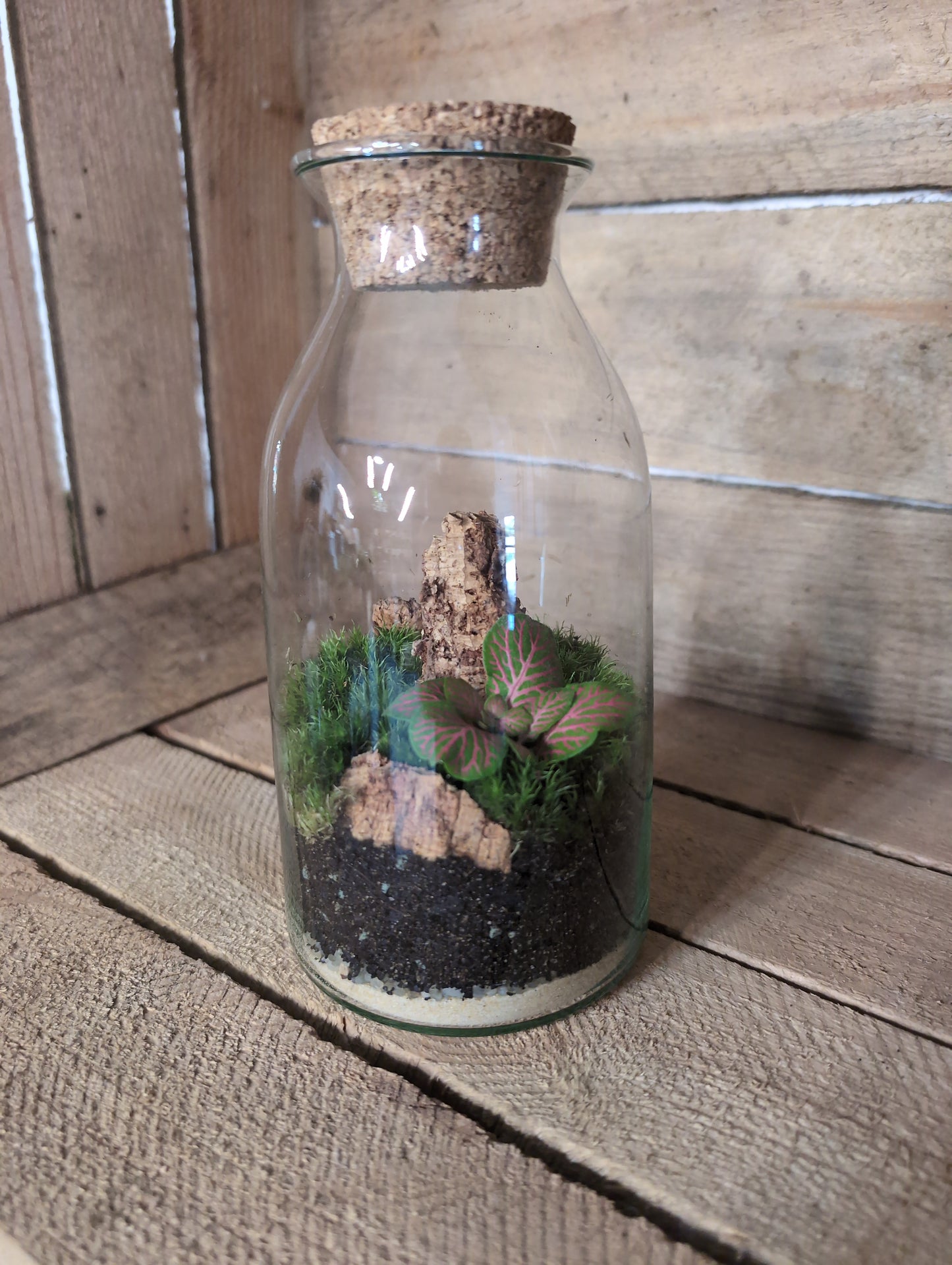 Ready-made Terrarium - 'Aaron'