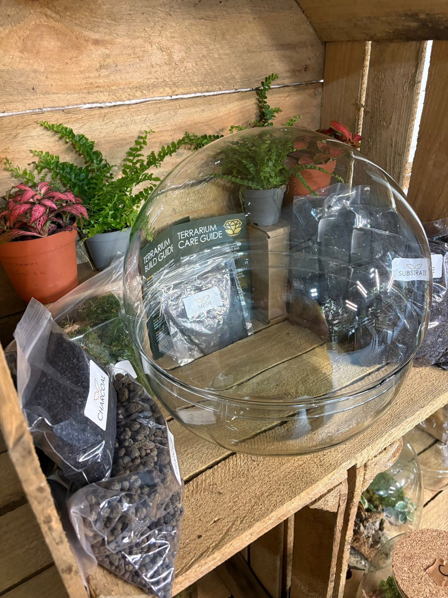 DIY Terrarium Kit - 'Kevin'