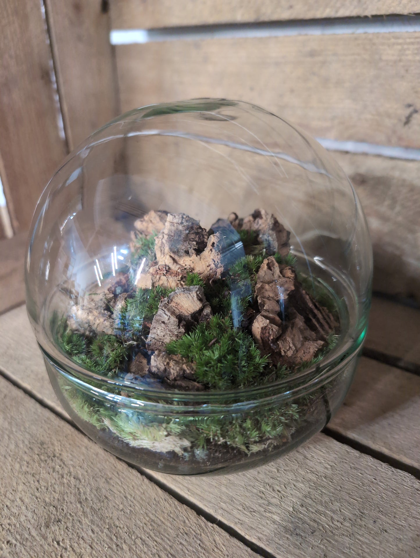 Ready-made Terrarium - 'Keira'