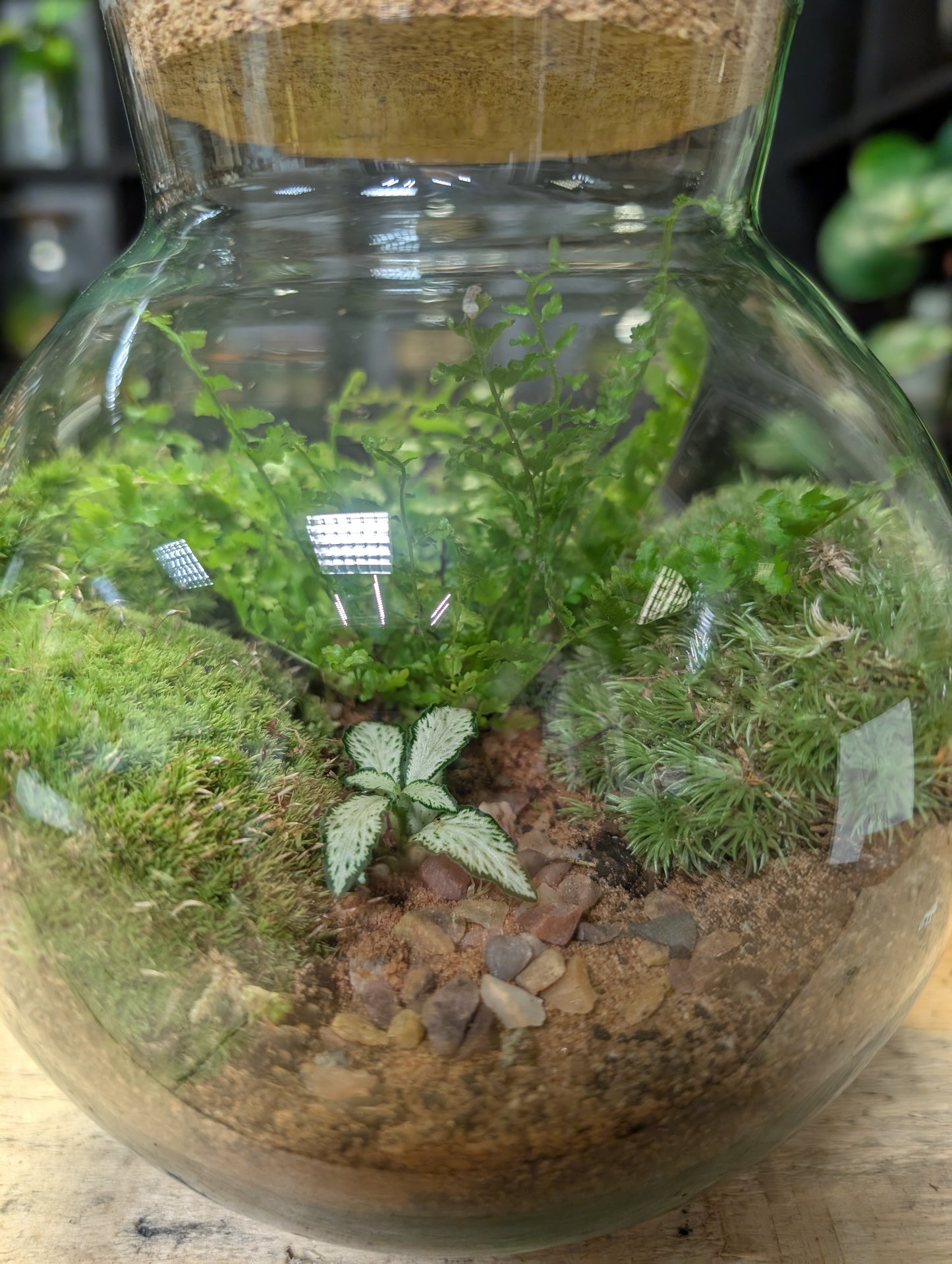 Ready-made Terrarium - 'Joey'