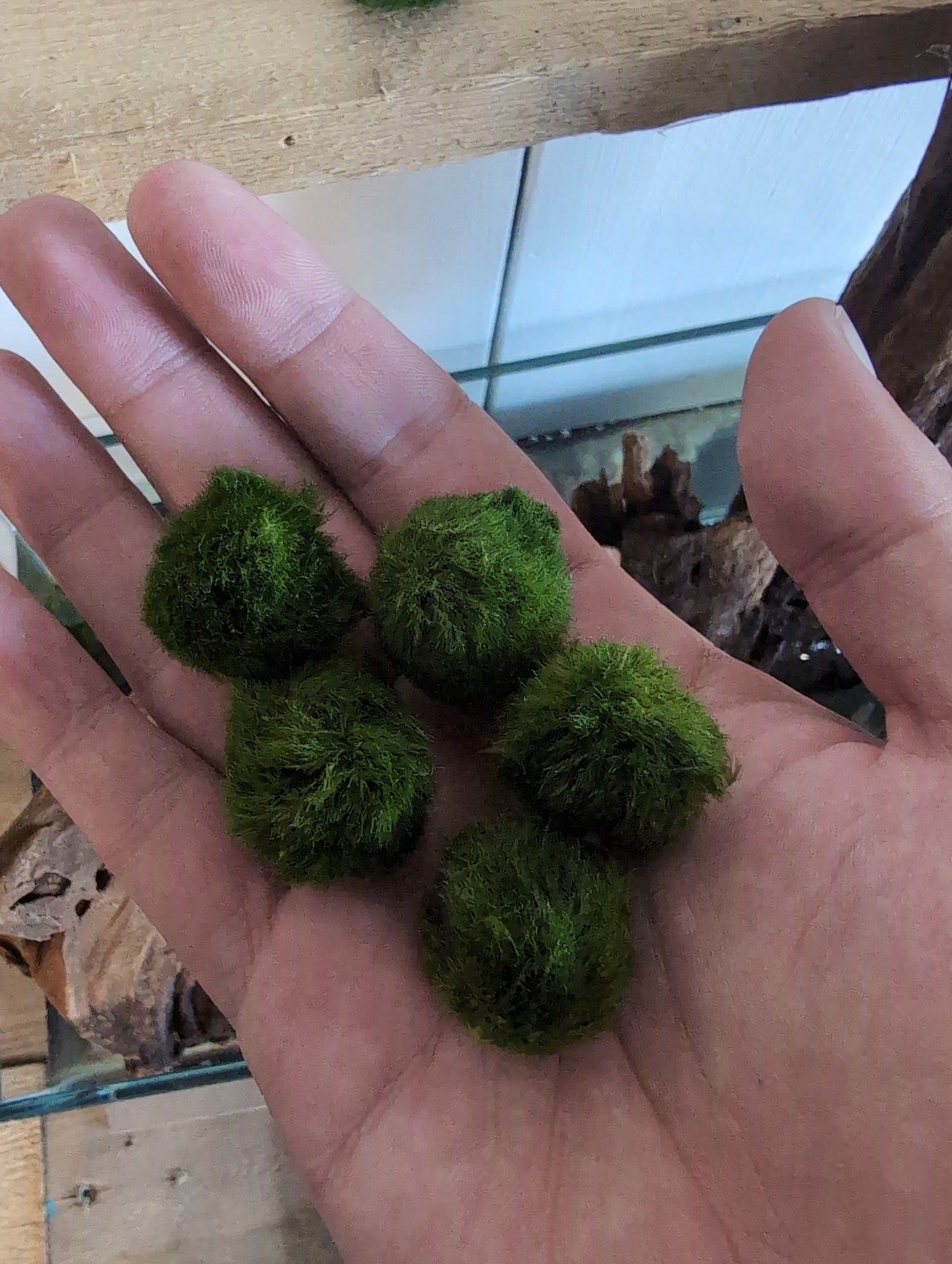 Small Moss Ball