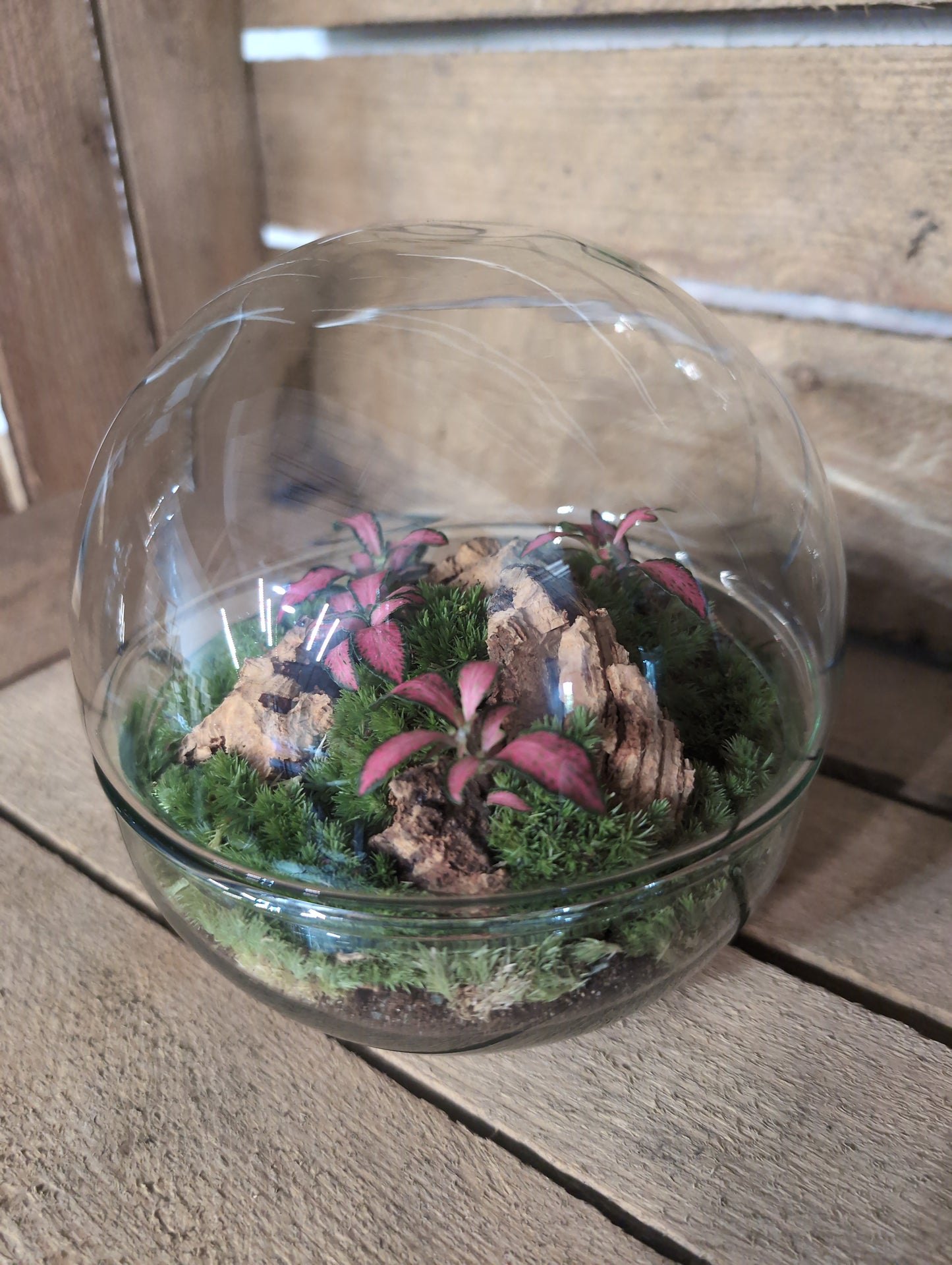 Ready-made Terrarium - 'Keira'