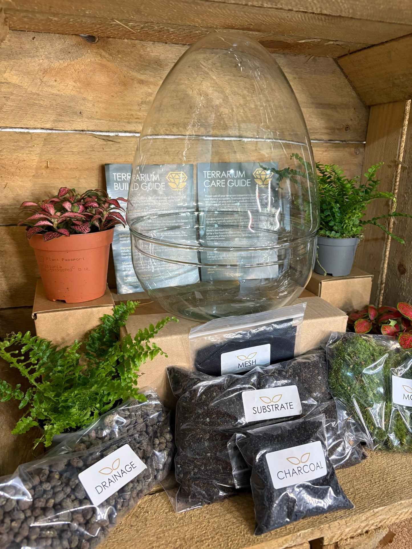 DIY Terrarium Kit - 'Edmond'