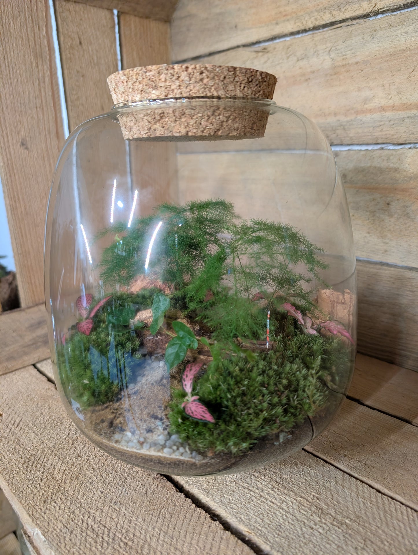 Ready-made Terrarium - 'Archer'