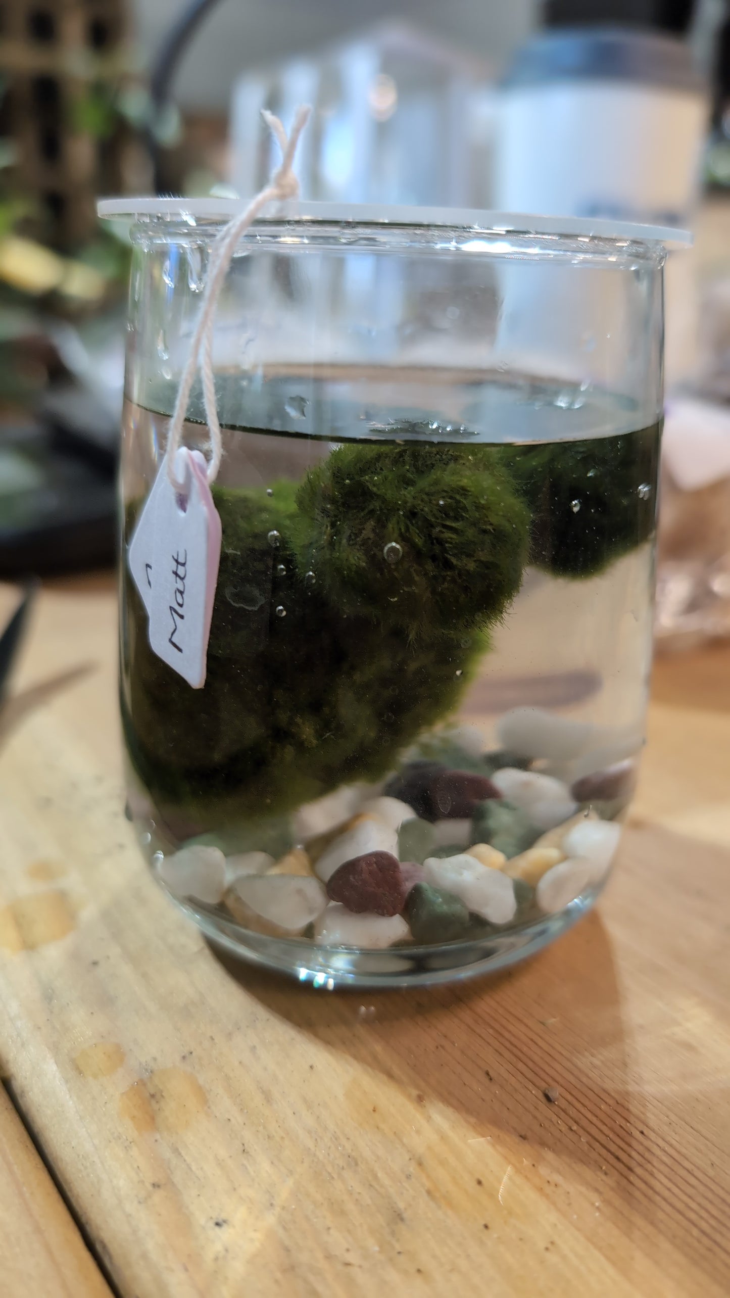 Moss Ball Tumbler Kit