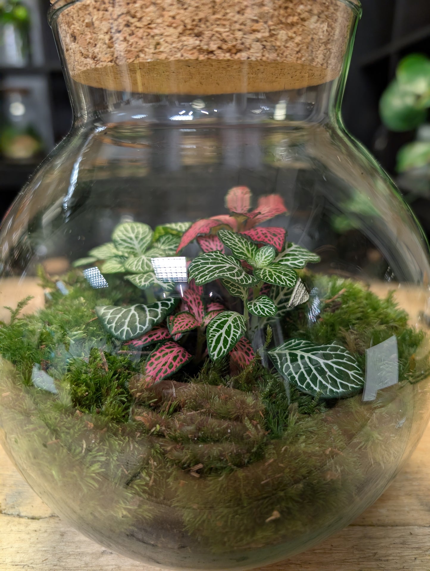 Ready-made Terrarium - 'Hamilton'