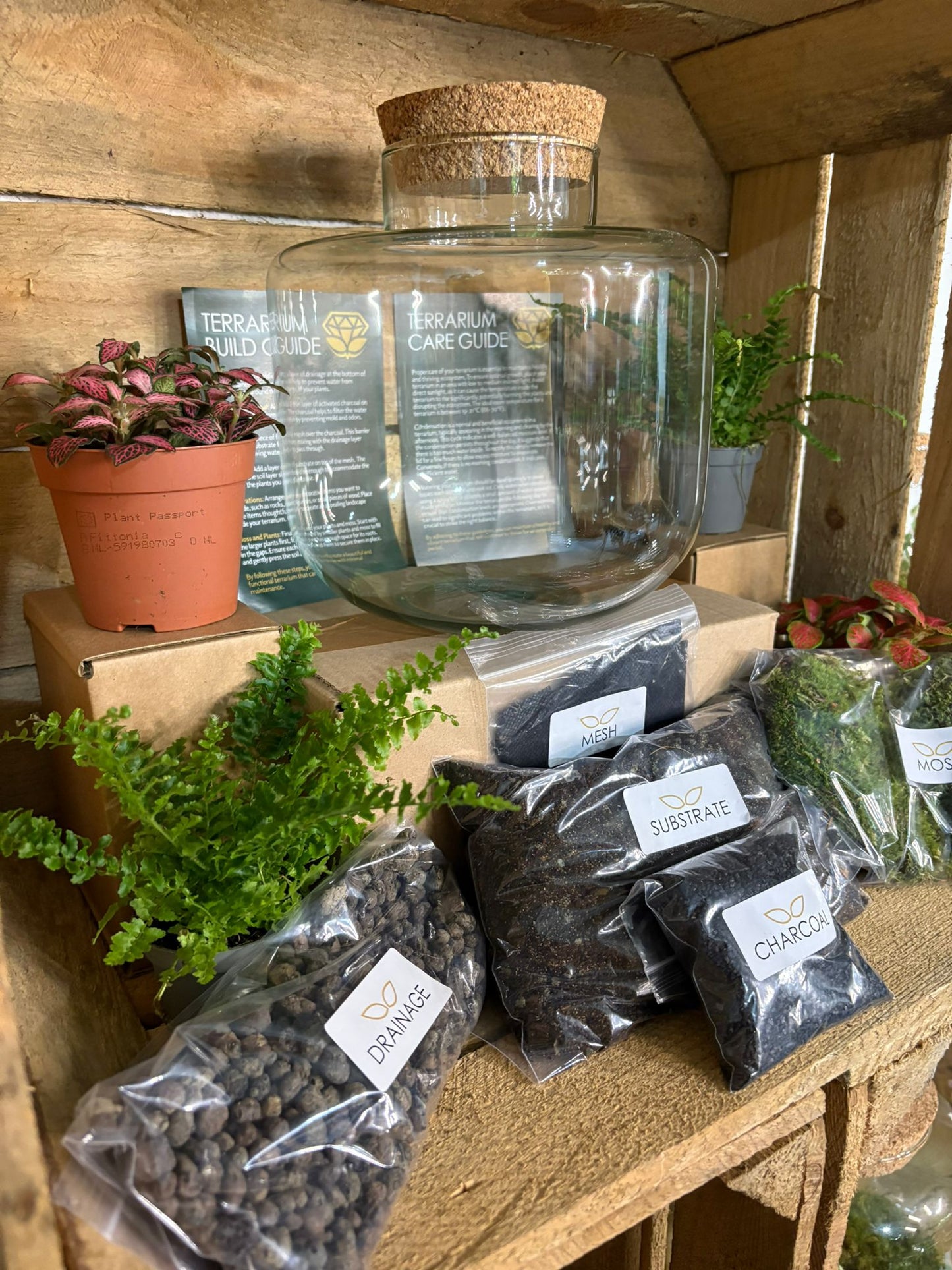 DIY Terrarium Kit - 'Jimmy'