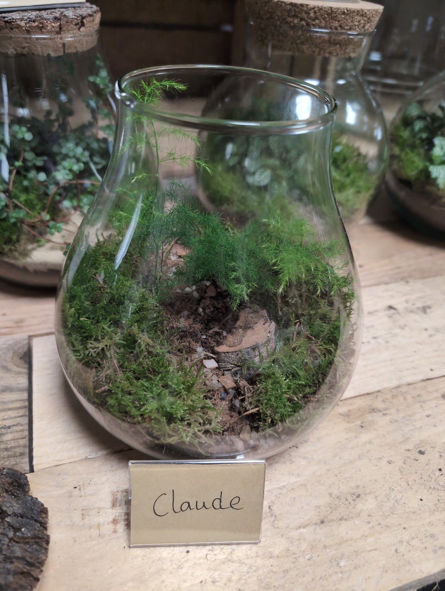 Medium Ready-made Terrarium - 'Claude'