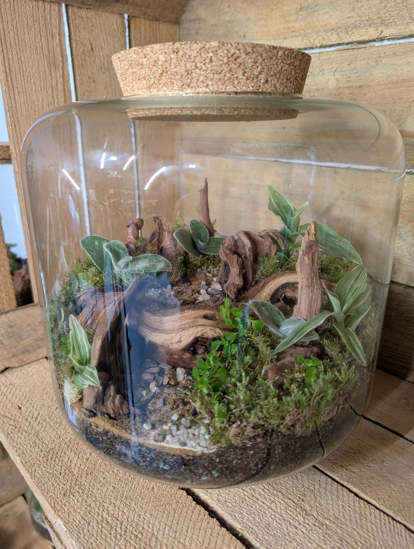 Ready-made Terrarium - 'Meg'