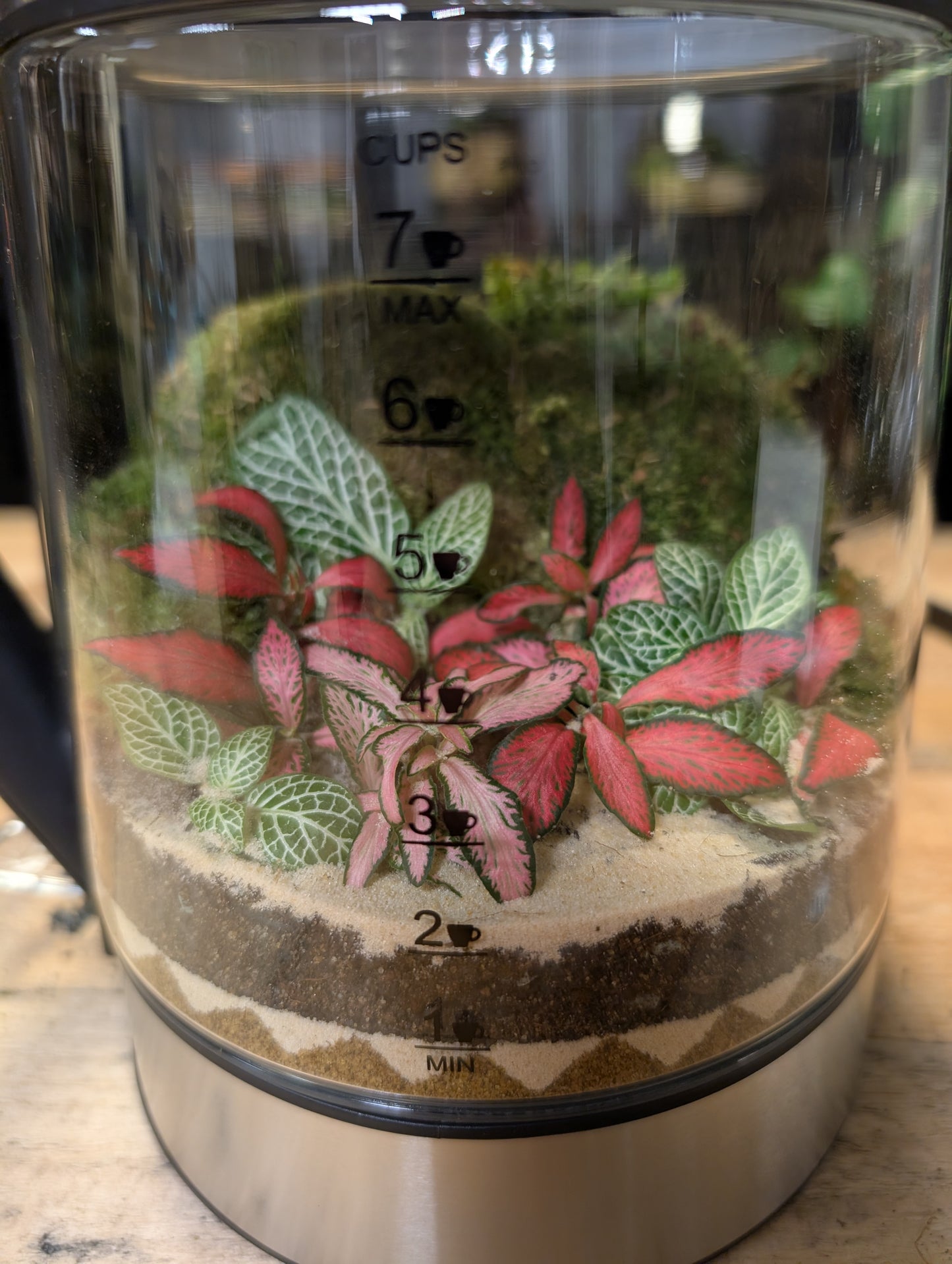 Ready Made Terrarium - 'Kyle the Kettle'