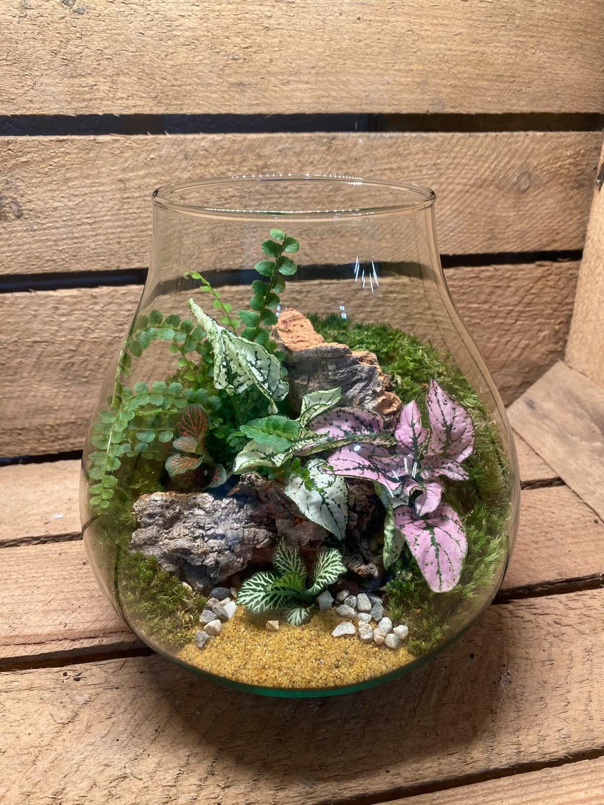 Ready-made Terrarium – Fran Jar