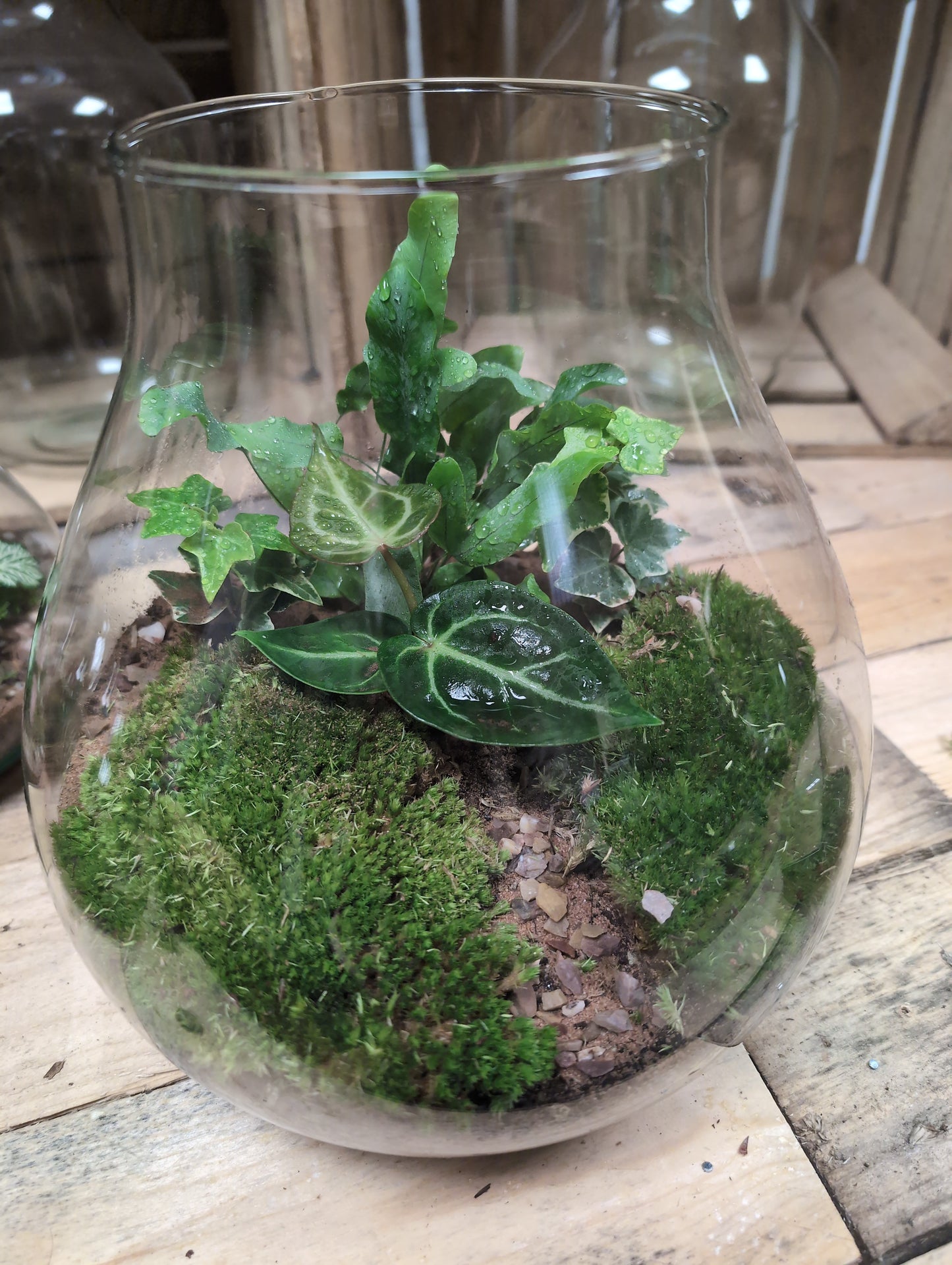 Large Ready-made Terrarium - 'Edna'