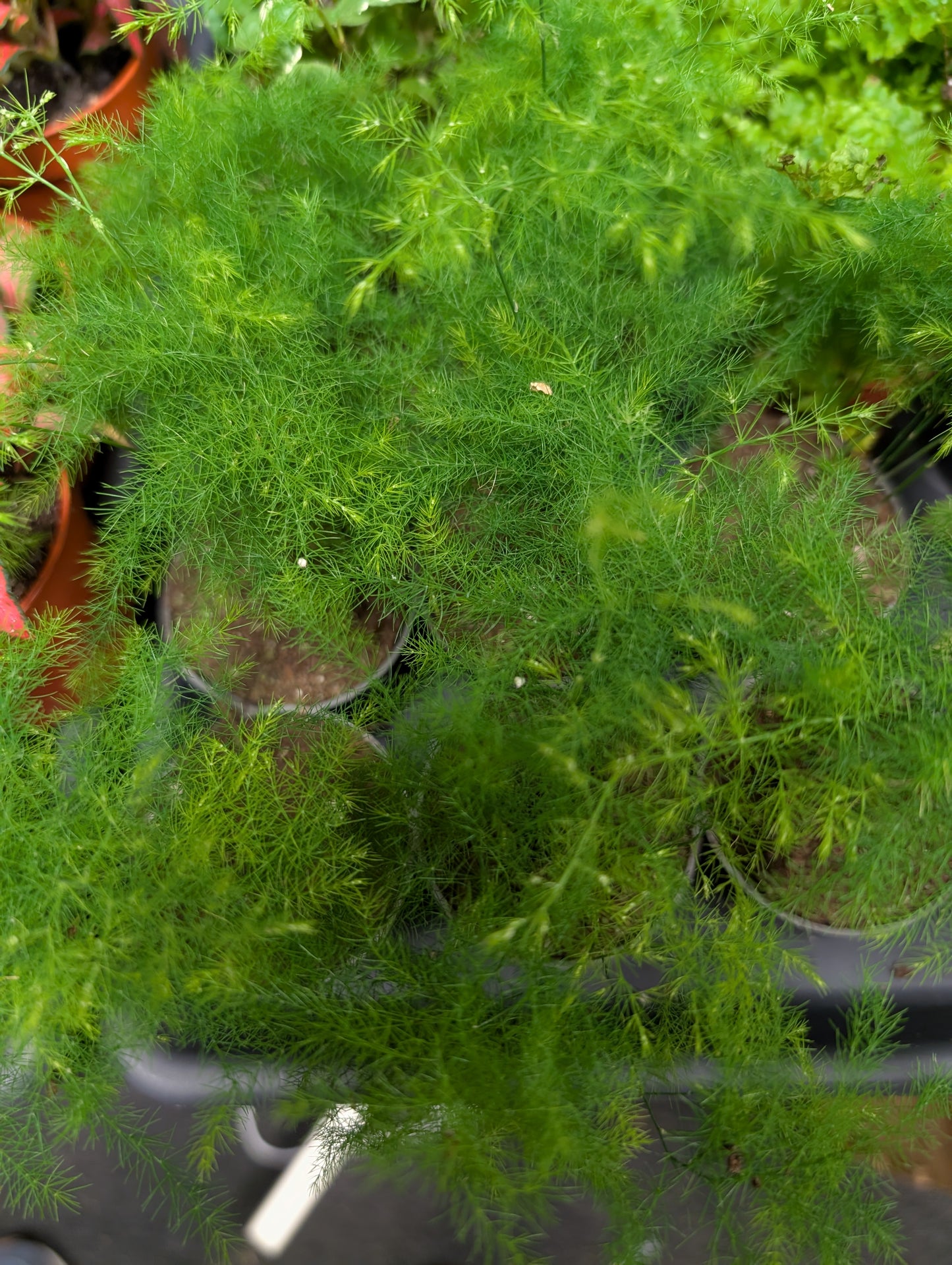 Asparagus Fern