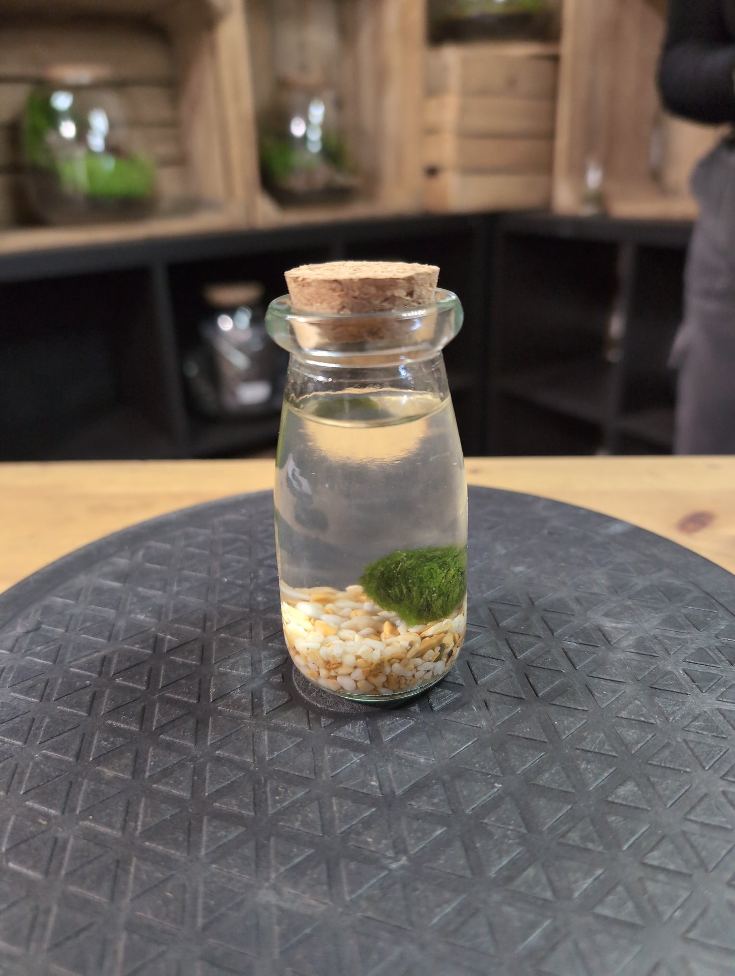 Moss Ball Mini