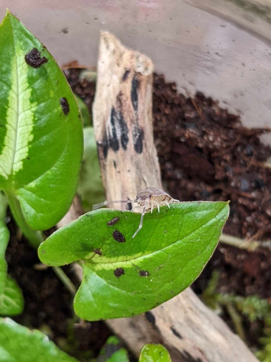Isopod Clean-Up Crews in Terrariums: Nature's Secret for a Healthy Ecosystem - EcoTreasures
