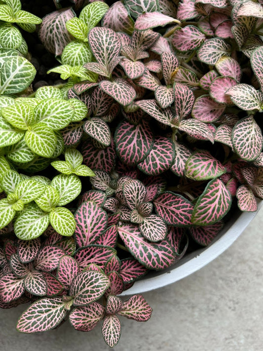 The Terrarium Chronicles: Top 10 Plants That Excel in Miniature Jungles! - EcoTreasures