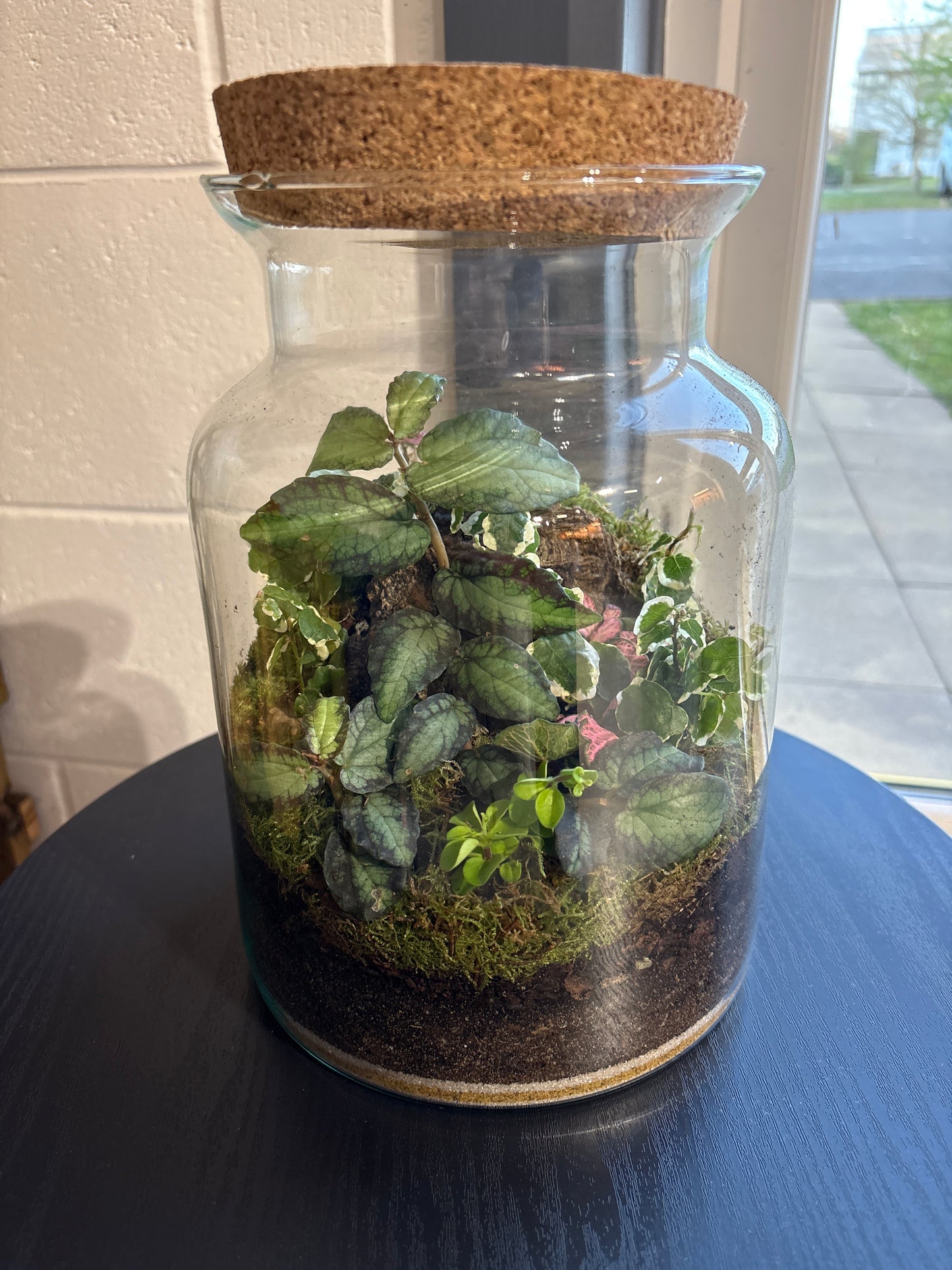 Ready-made Terrarium – Unique Jar