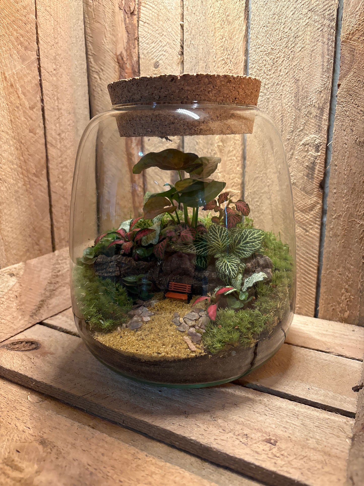 Ready-made Terrarium – Anna Jar