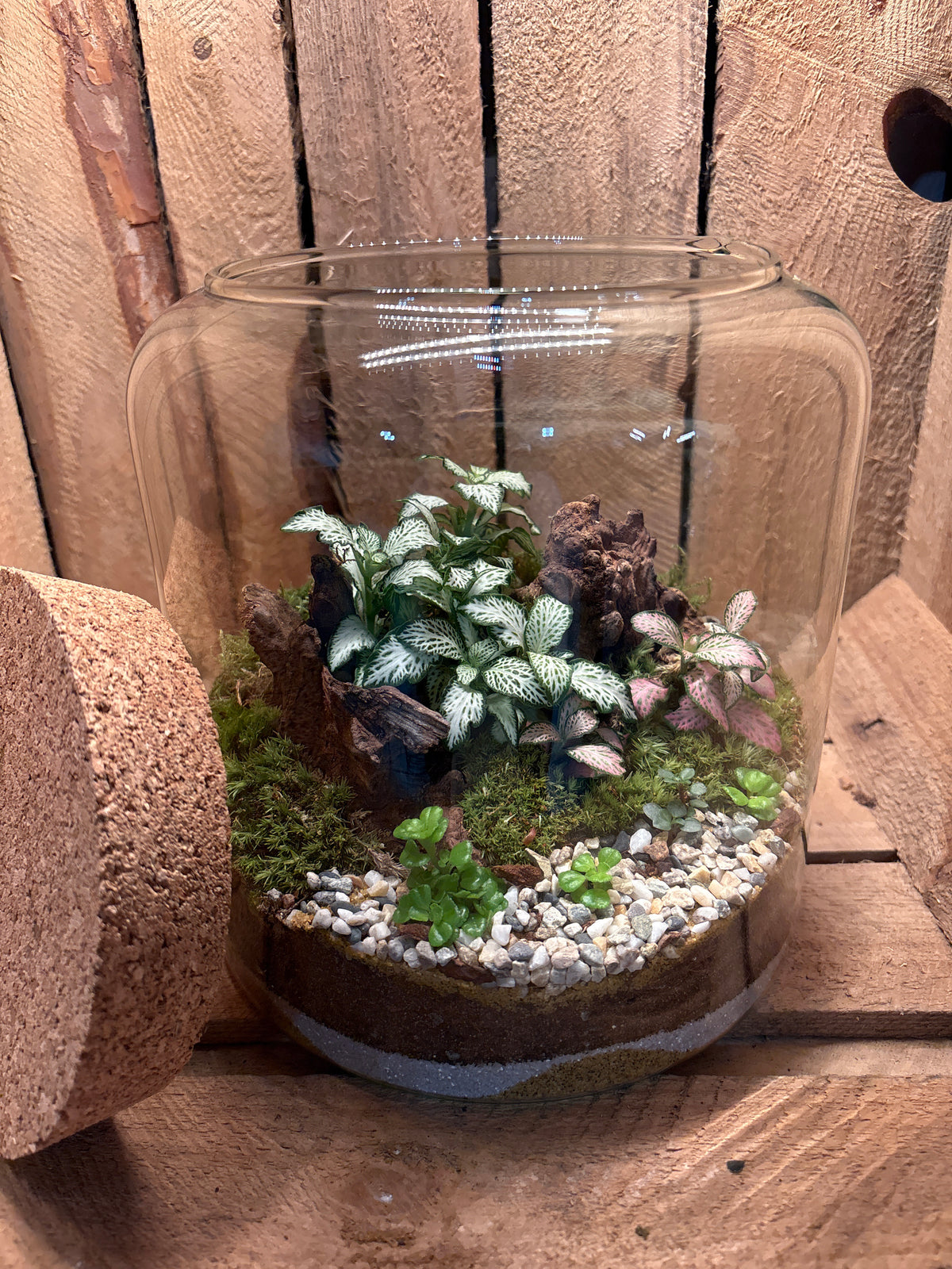 Ready-made Terrarium – Katie