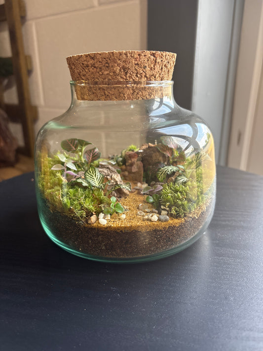 Ready-made Terrarium – Rick