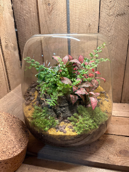 Ready-made Terrarium – Anna Jar