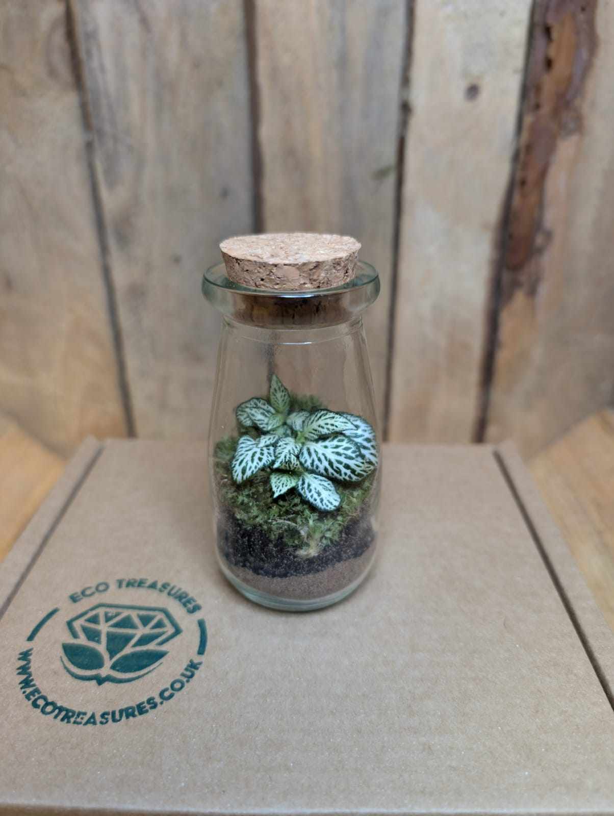 DIY Terrarium Kit - Mini Milk