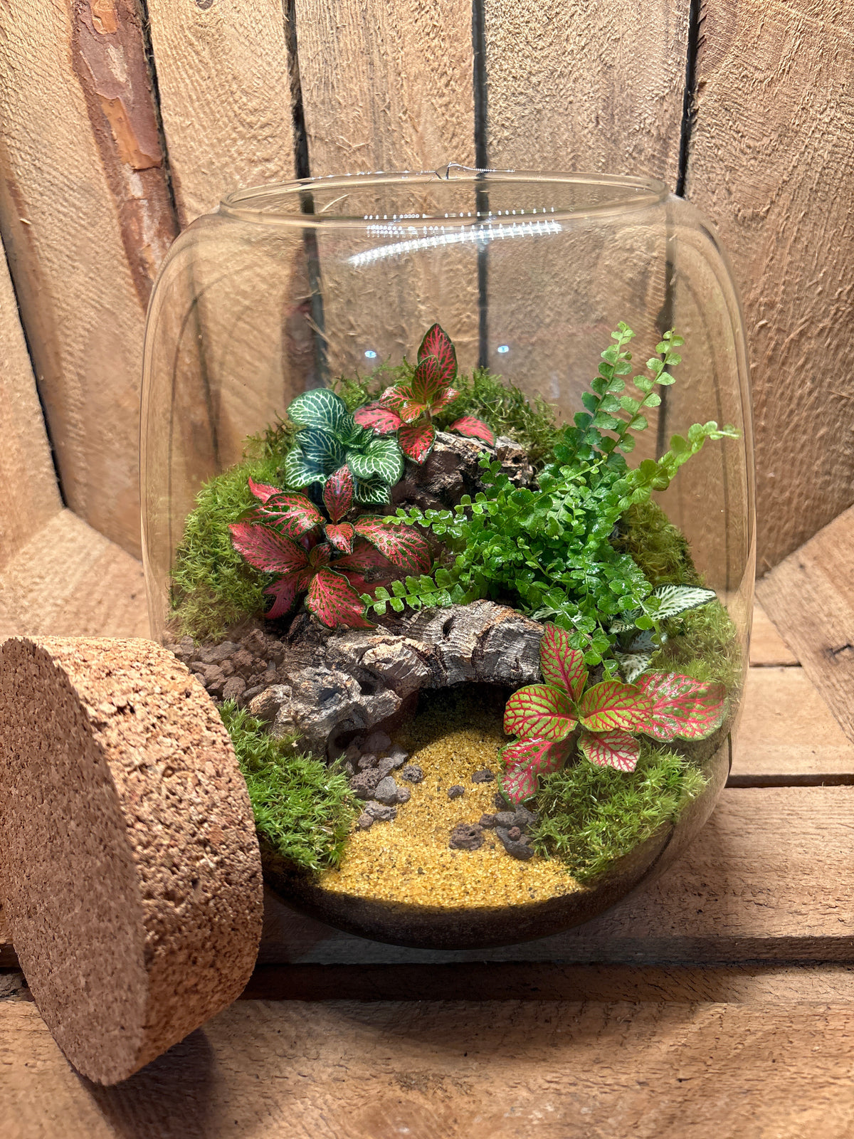 Ready-made Terrarium – Anna Jar