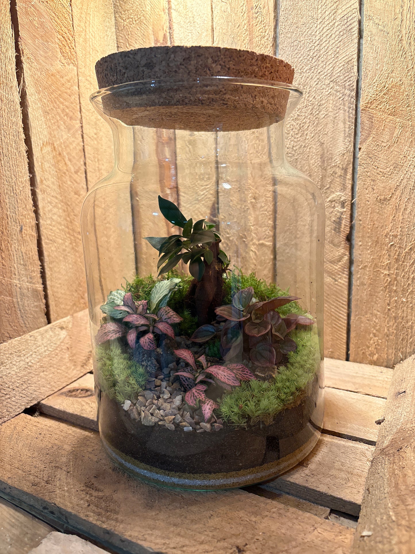 Ready-made Terrarium – Unique Jar