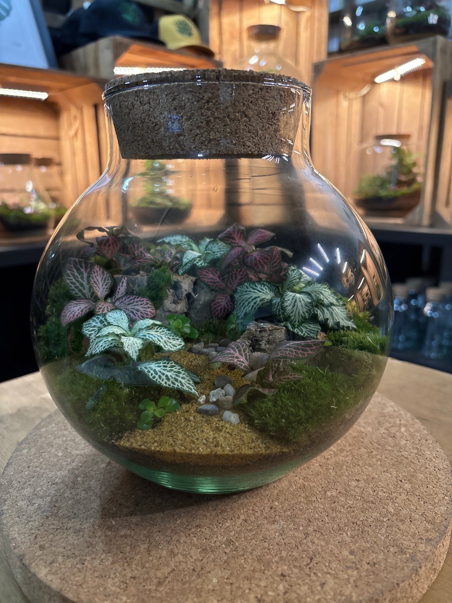 Ready-made Terrarium – George Jar