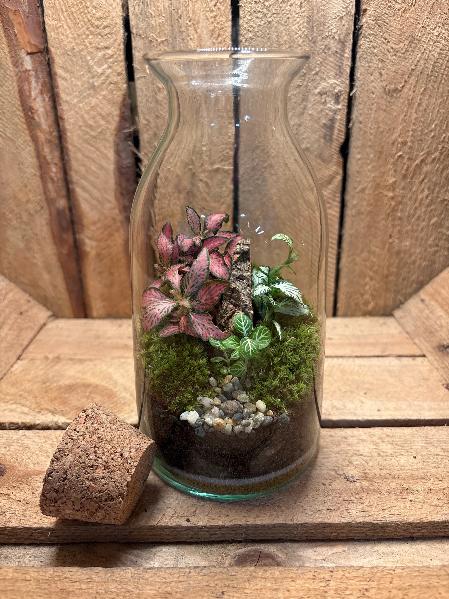 Ready-made Terrarium – Chloe Jar