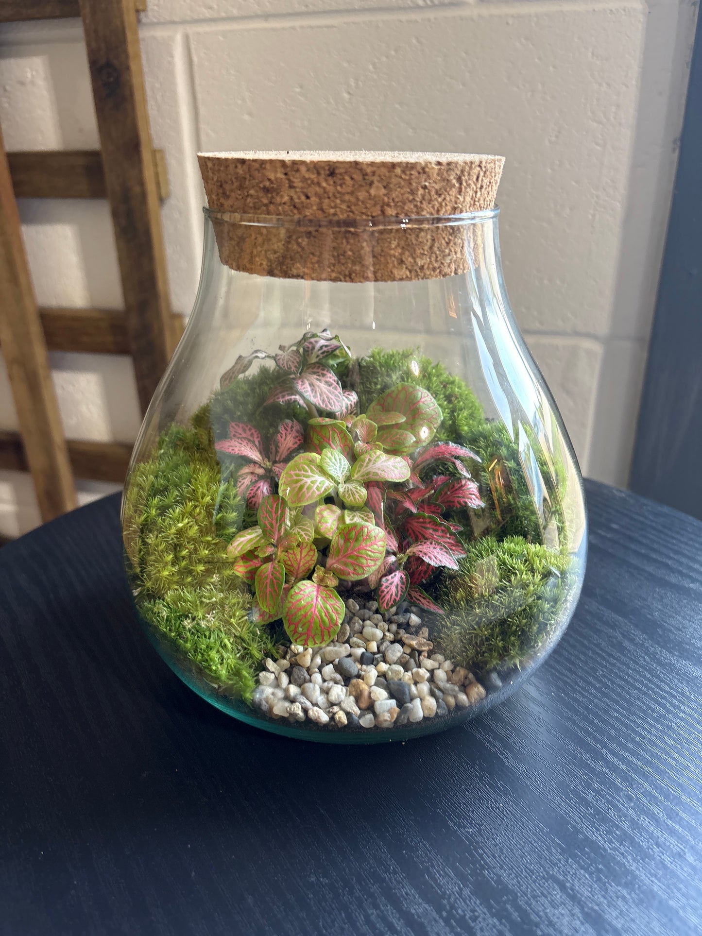 Ready-made Terrarium – Fran Jar