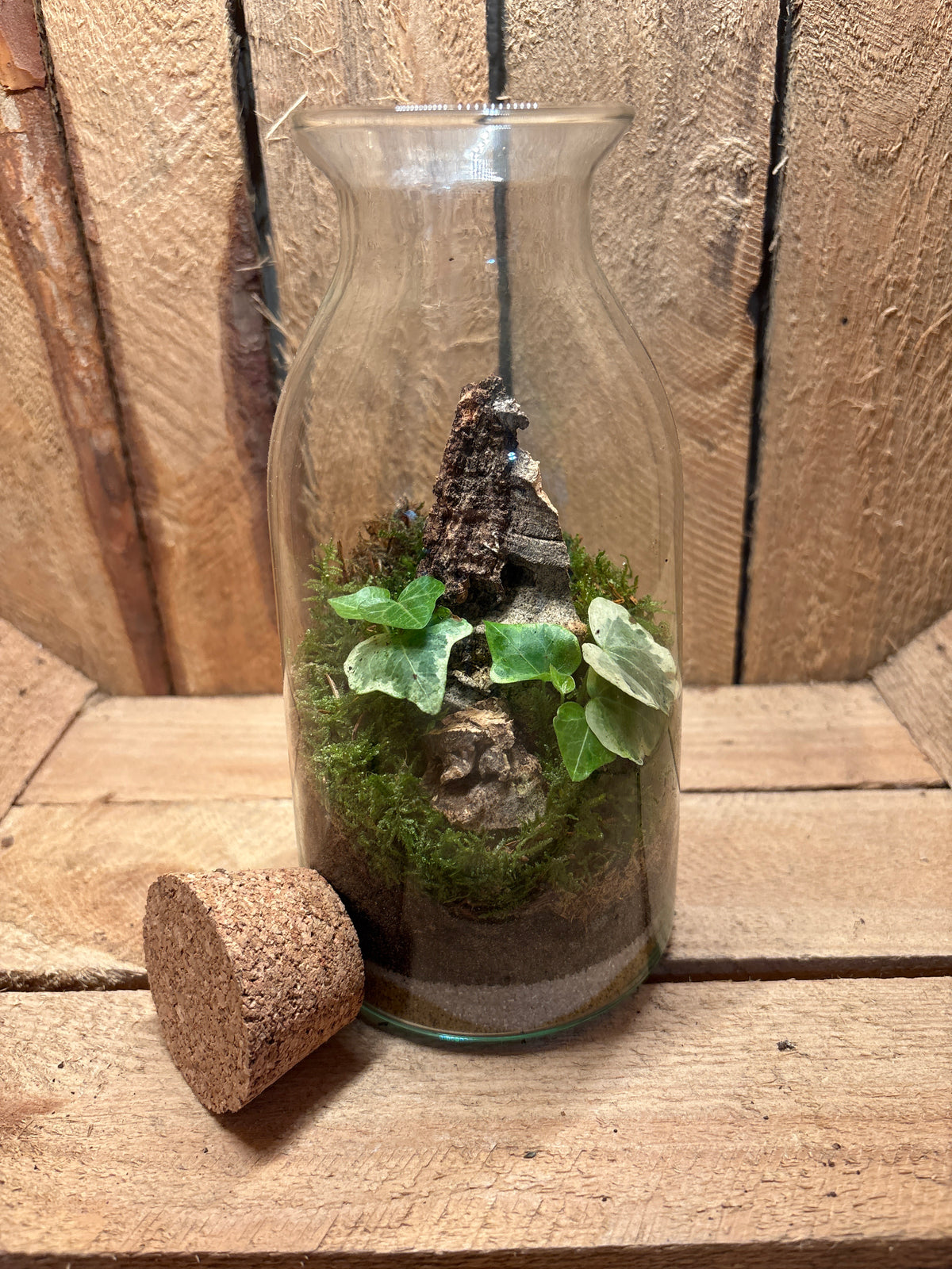 Ready-made Terrarium – Chloe Jar