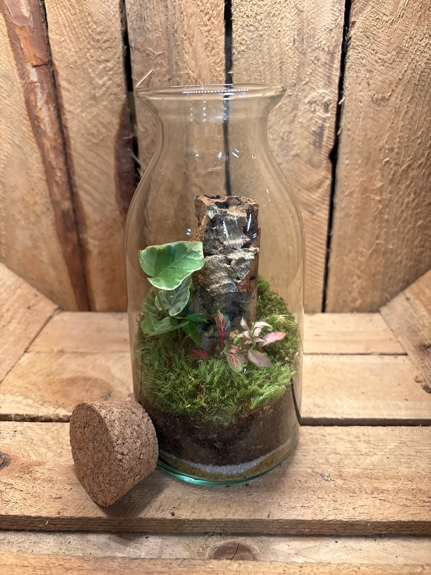 Ready-made Terrarium – Chloe Jar