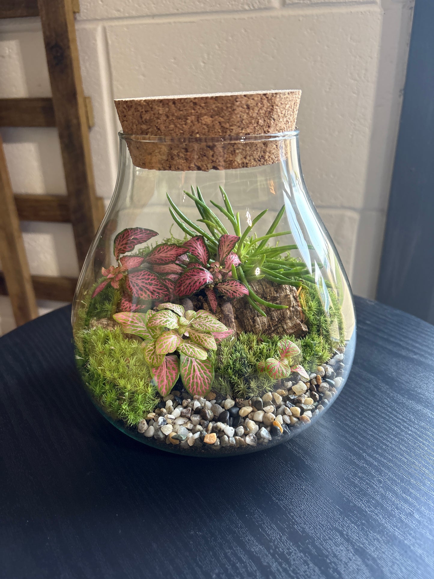 Ready-made Terrarium – Fran Jar