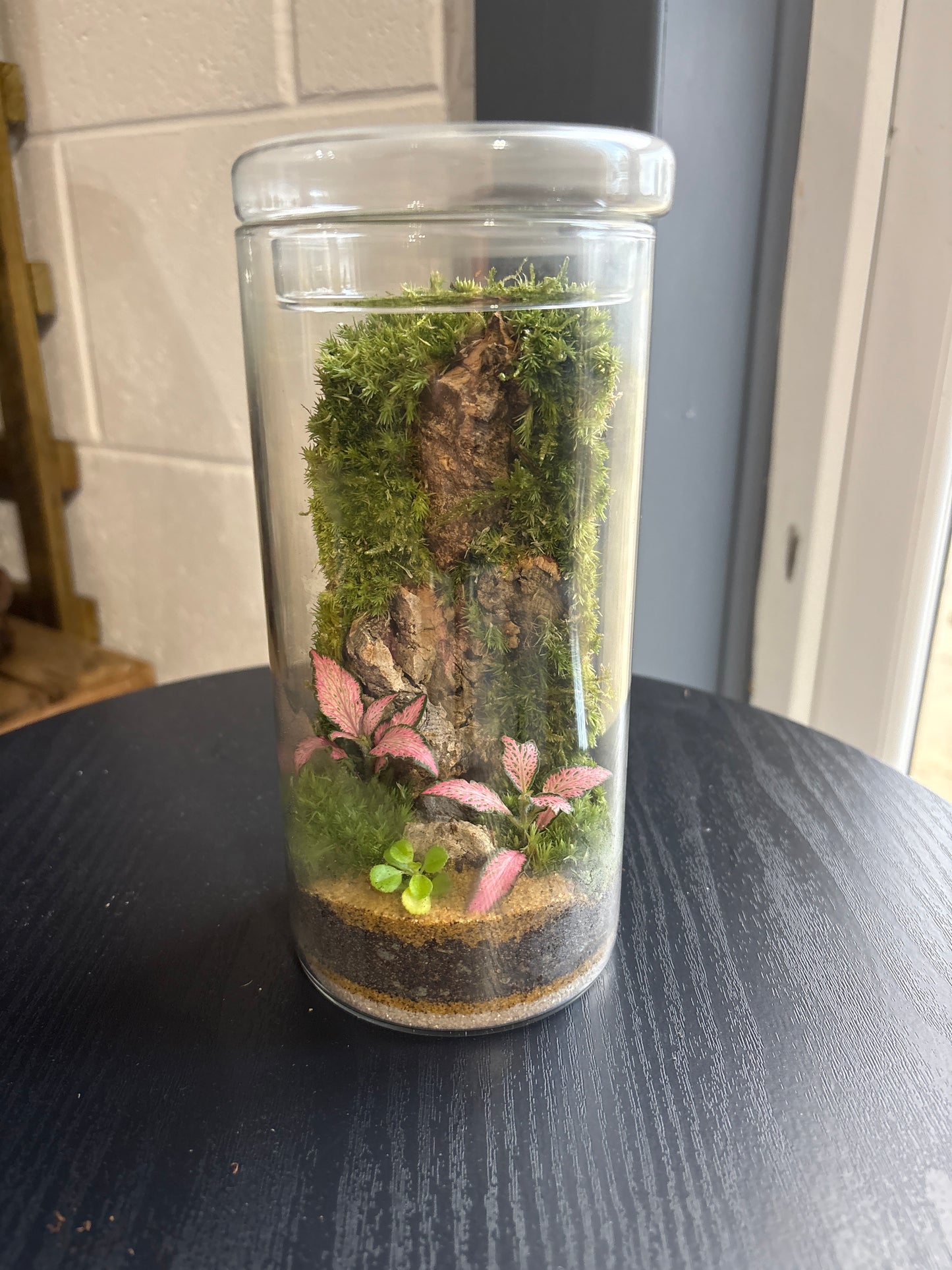 Ready-made Terrarium – Neev Jar
