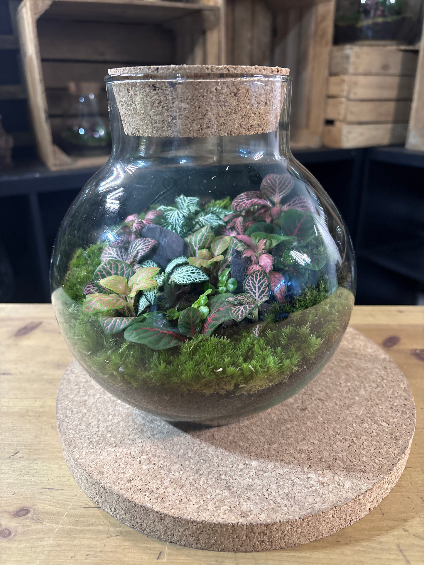 Ready-made Terrarium – George Jar