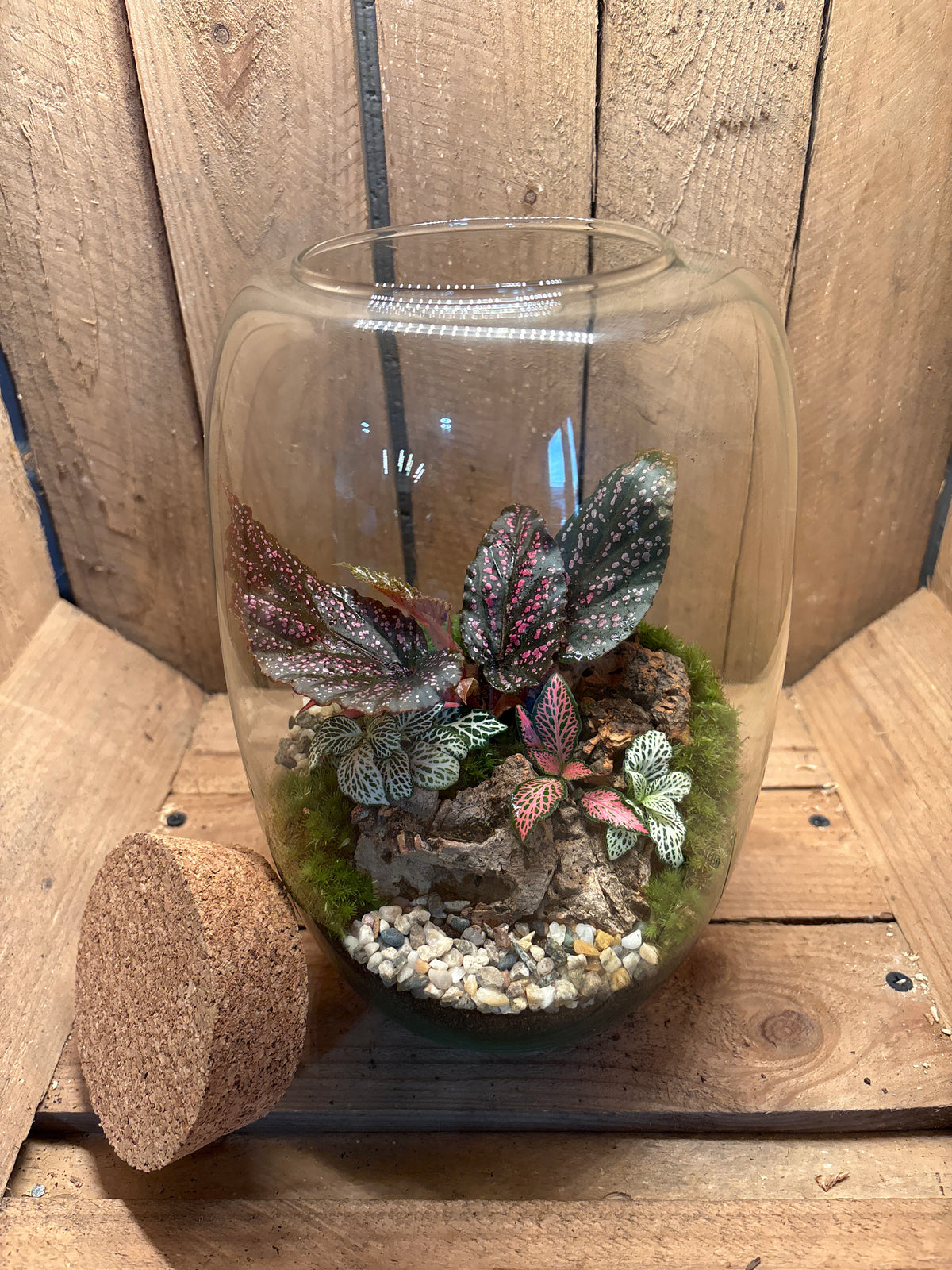 Ready-made Terrarium – Izzy