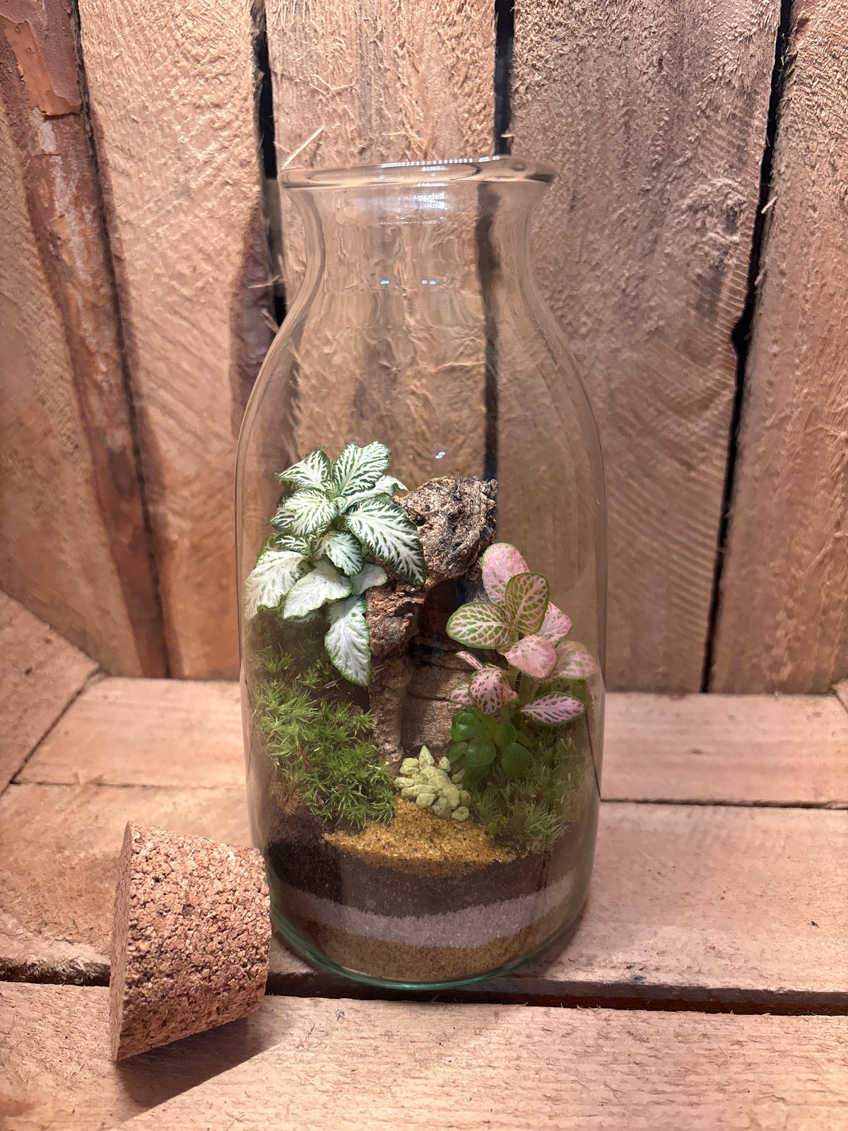 Ready-made Terrarium – Chloe Jar