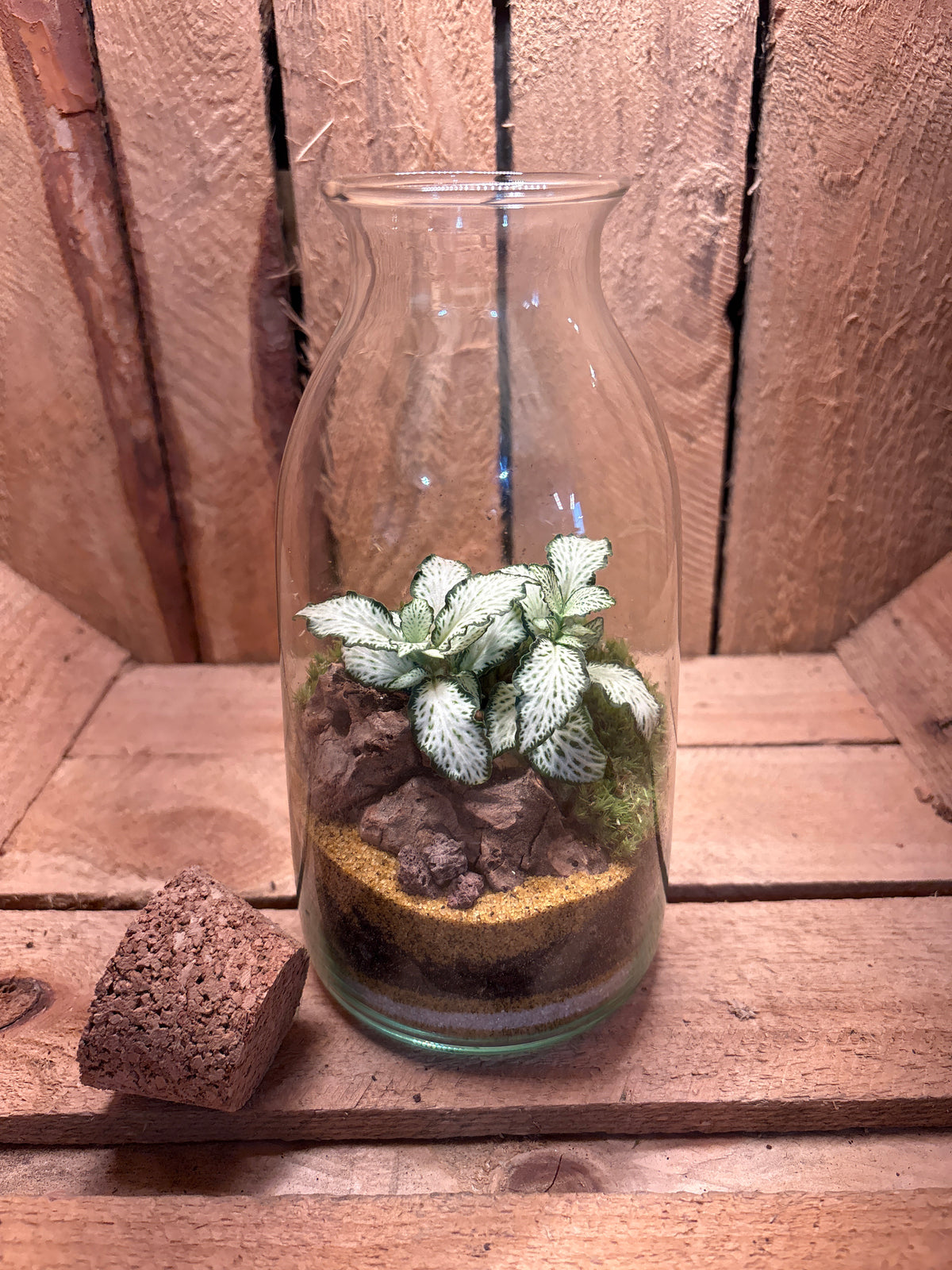 Ready-made Terrarium – Chloe Jar