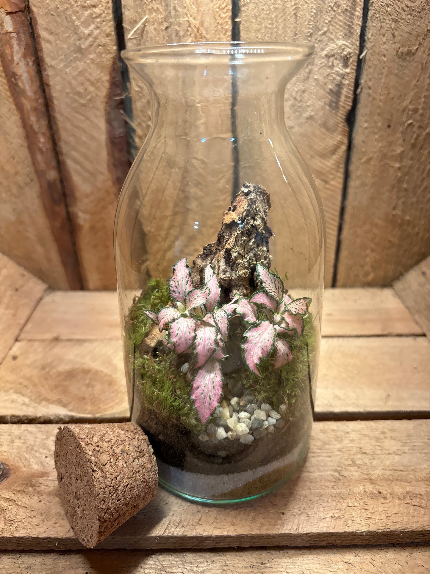 Ready-made Terrarium – Chloe Jar