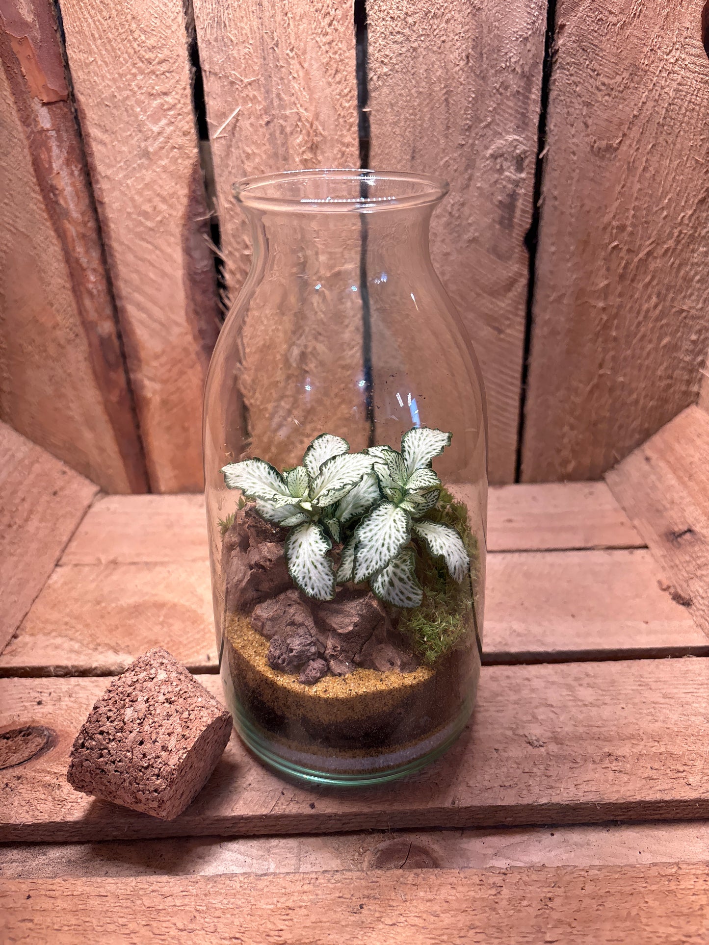 Ready-made Terrarium – Chloe Jar