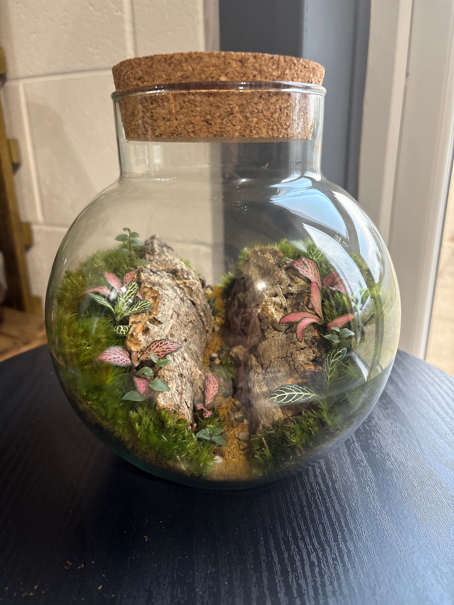 Ready-made Terrarium – George Jar