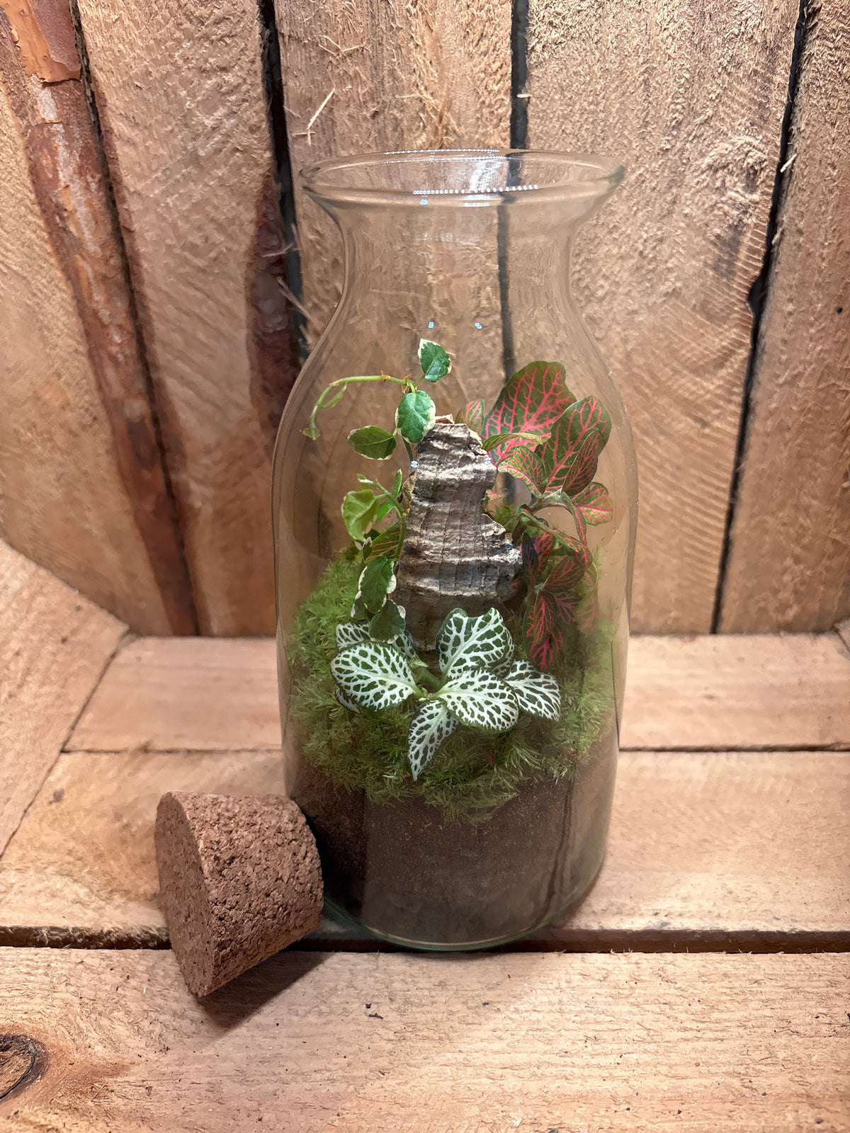 Ready-made Terrarium – Chloe Jar