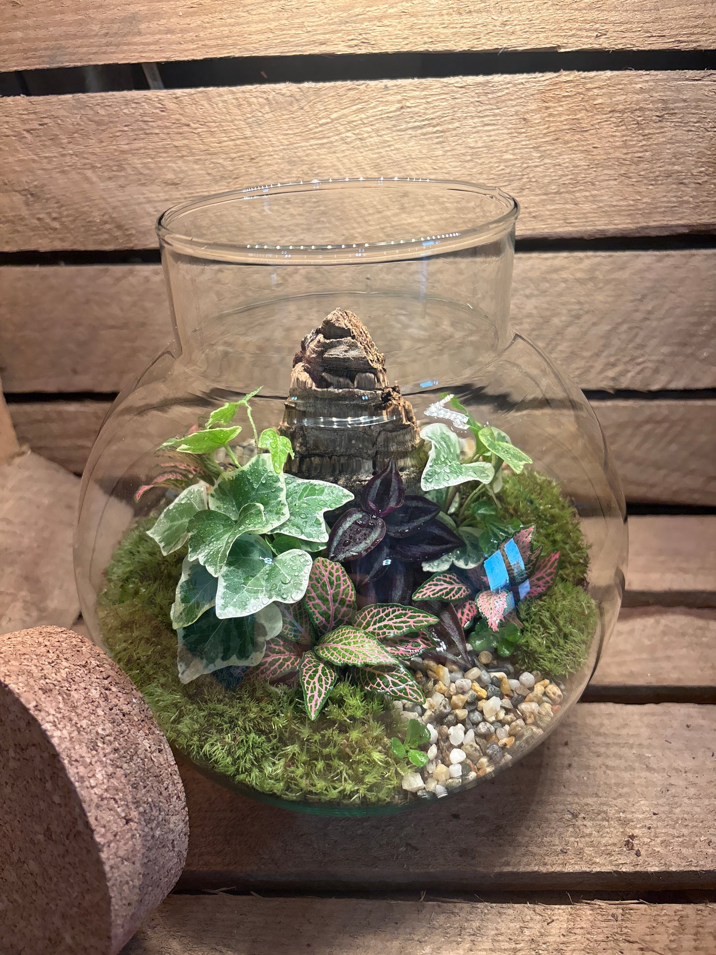 Ready-made Terrarium – George Jar