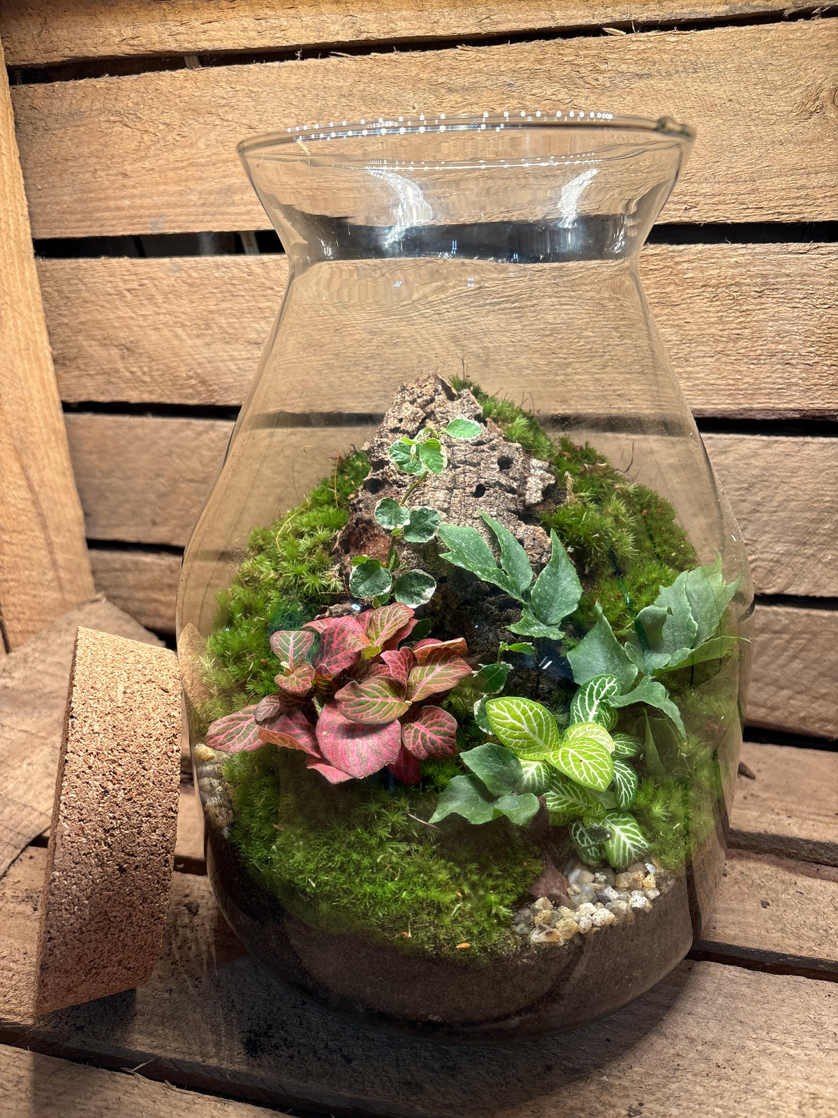 Ready-made Terrarium – Jamie Jar