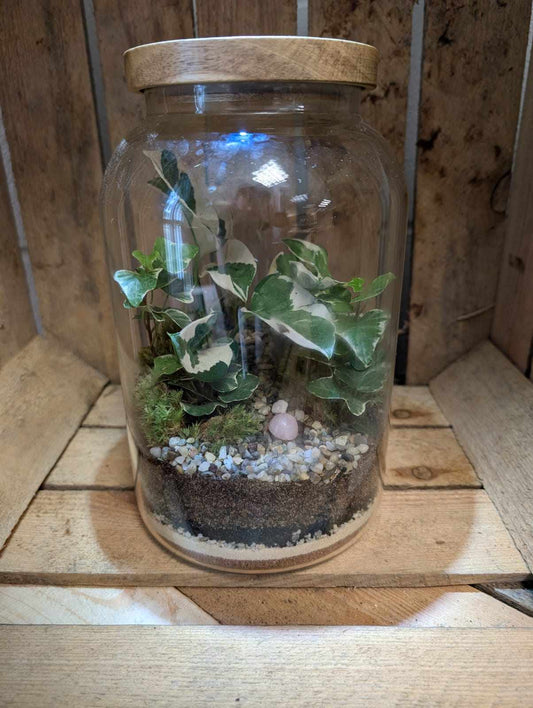 Large Ready-made Terrarium - 'Holly'